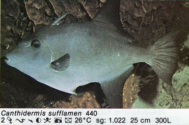 Canthidermis sufflamen